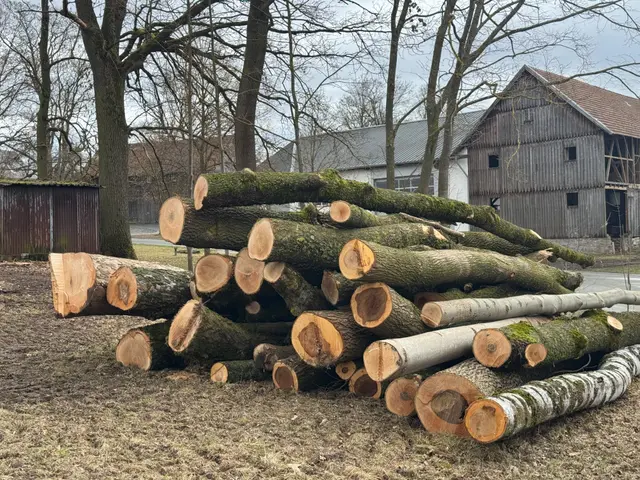Stammholzpolter vor einer alten Scheune im Winter